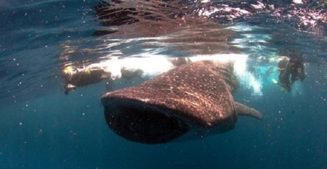 与鲸鲨一起游泳